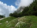 (5) Mountain Avens